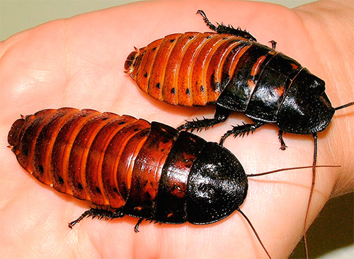 Gromphadorrina portentosa - Madagaskar väsande kackerlackor