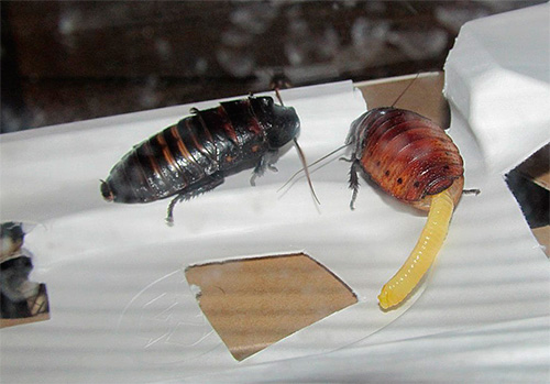 Žena madagaskarského švába vysílající ootéku