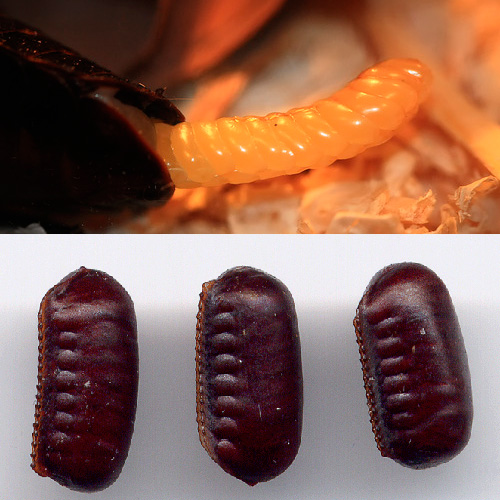 Madagaskar en zwarte kakkerlak ootheca