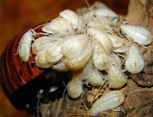 Untuk beberapa lama selepas kelahiran, larva tinggal berhampiran ibu dan tidak merangkak ke mana-mana.