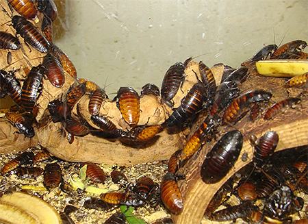 Sissende kakkerlakken uit Madagaskar zijn gemakkelijk thuis te houden