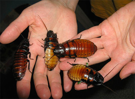 Madagaskar väsande kackerlackor når imponerande storlekar