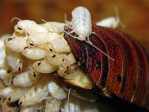 Madagaskar hamamböceğinin larvaları (perileri) (erken yaş)