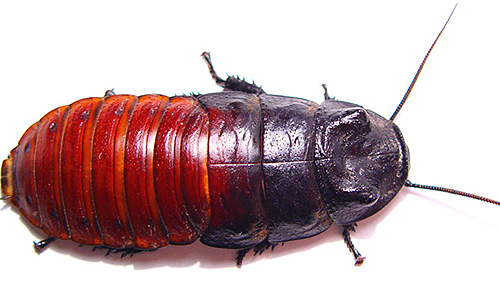 Foto av en manlig Madagaskar väsande kackerlacka