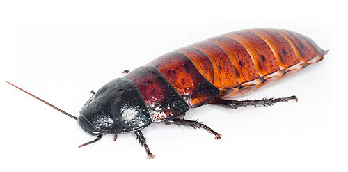 Foto van een vrouwelijke kakkerlak uit Madagaskar