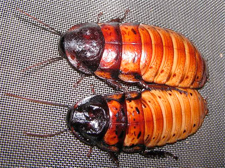 แมลงสาบมาดากัสการ์ตัวผู้และตัวเมีย
