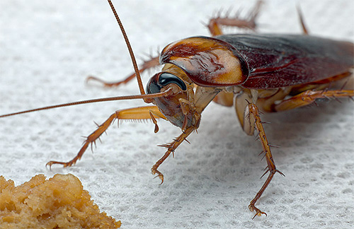 Una panoramica dei metodi popolari più popolari per affrontare gli scarafaggi in un appartamento