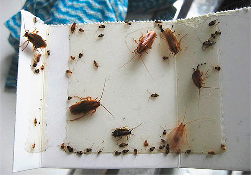 Trappola per scarafaggi appiccicosa fatta in casa