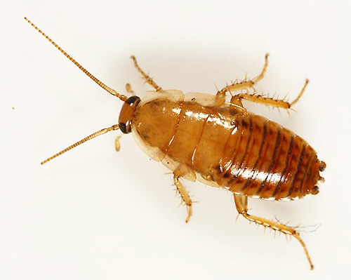 Overzicht van fondsen voor het behandelen van een appartement tegen kakkerlakken