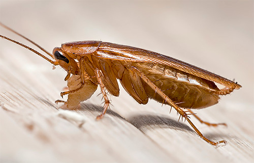 We zoeken uit waar kakkerlakken vandaan komen in het appartement