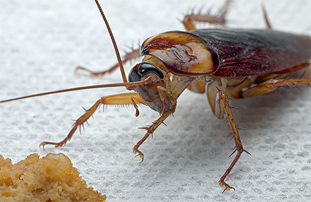 Kakkerlakken hebben gemakkelijk toegankelijk voedsel nodig om te leven.
