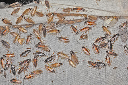 Vaak rennen kakkerlakken weg van buren