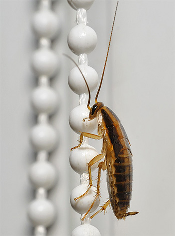 Kackerlackor kan snabbt och enkelt flytta från lägenhet till lägenhet.