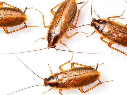 Pentru a preveni reapariția gândacilor, sunt utile o serie de măsuri preventive.