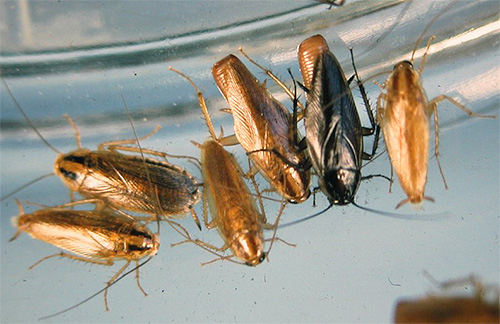 Rode kakkerlakken vervingen geleidelijk zwarte kakkerlakken