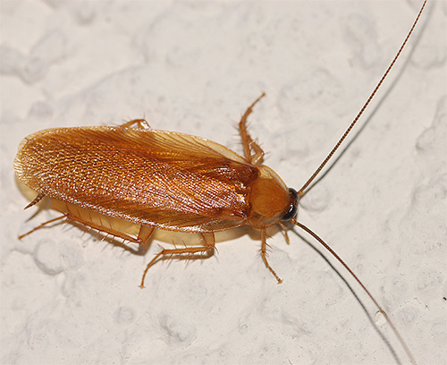 En betydande del av den röda kackerlackans kropp är täckt av vingar.
