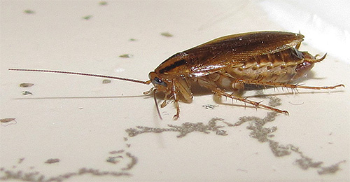 붉은 바퀴벌레의 암컷은 수컷보다 더 큽니다.