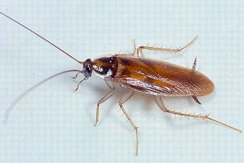 I slutet av kackerlackans kropp är karakteristiska utväxter synliga - cerci
