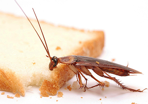 Zbytky lidské potravy jsou vynikající potravou pro šváby.