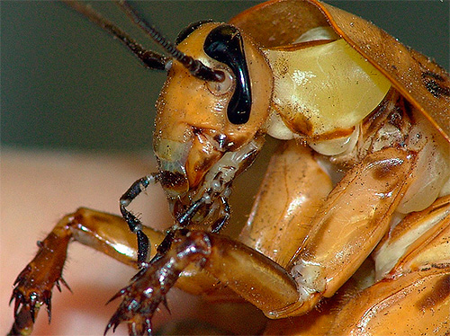 Klorpyrifos kan orsaka en kackerlackas död, till och med helt enkelt genom kontakt med kroppens yttre integument.
