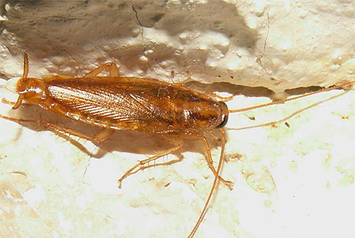 De gel moet worden aangebracht op plaatsen waar kakkerlakken zich naar verwachting zullen verplaatsen en ophopen.