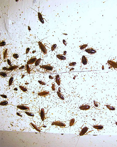 Een met Global-gel geïnfecteerde kakkerlak kan veel van zijn soortgenoten vergiftigen
