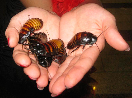 Oggi, le gare di scarafaggi possono essere ordinate da specialisti