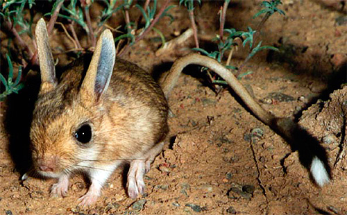 작은 날쥐 - 중앙 아시아의 전염병 운반자