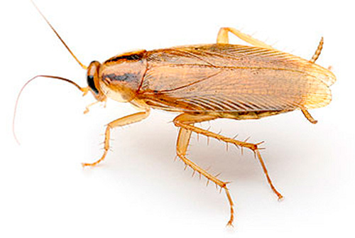 Echografie kakkerlakken zijn niet bijzonder storend