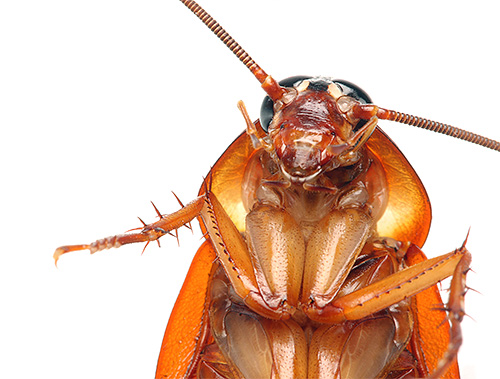 Lär känna olika typer av kackerlackor