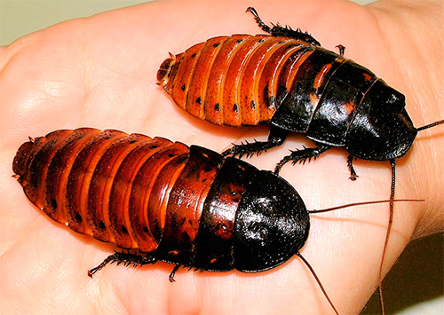 Madagaskar sissende kakkerlak (Gromphadorrhina portentosa)