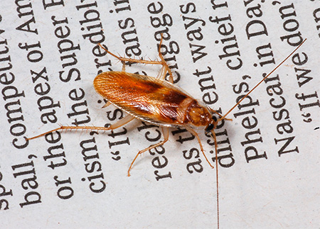 Rode kakkerlak (Blattella germanica)