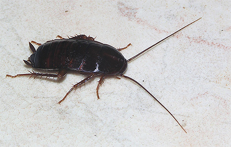 Foto van een zwarte kakkerlak (Blatta orientalis)