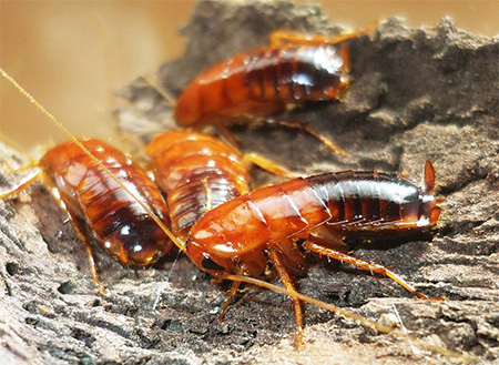 Centraal-Aziatische kakkerlak (Shelfordella tartara)
