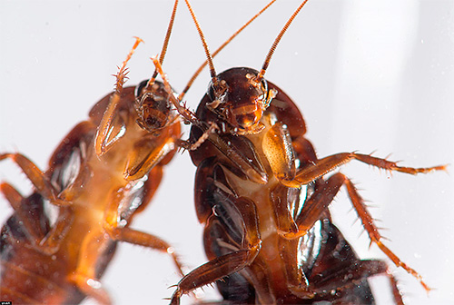 Alcuni consigli per scegliere un rimedio efficace contro gli scarafaggi