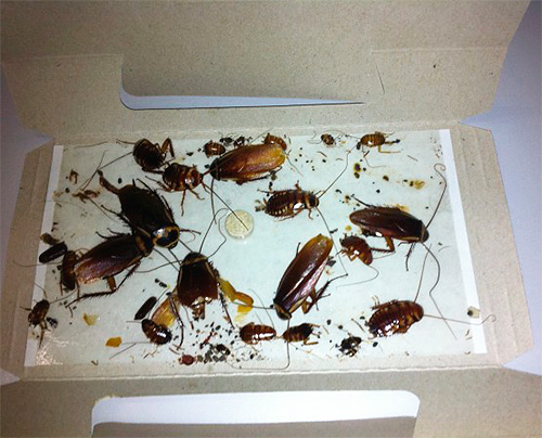 Un esempio di trappola per scarafaggi appiccicosa