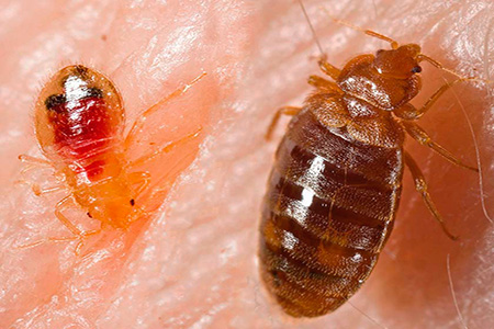 사진: 벌레 유충과 성충이 마시는 피