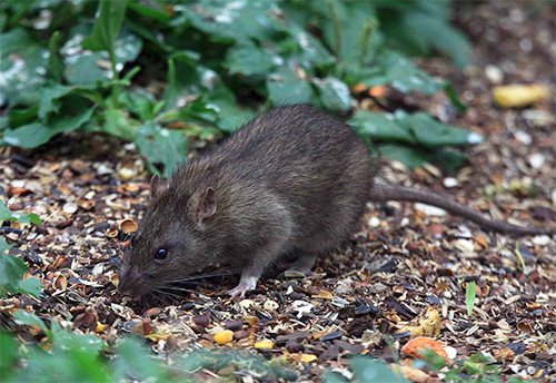 Ratten zijn dragers van vlooien en daarmee gevaarlijke ziekten bij de mens.
