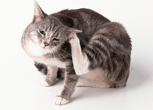 Jika kucing anda kerap gatal, ini mungkin petanda dia mempunyai kutu.
