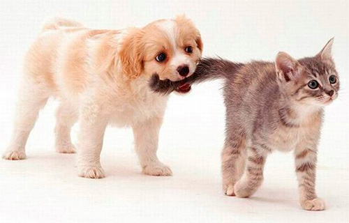 Proprietarii de pisici și câini ar trebui să-și monitorizeze în mod regulat animalele de companie pentru a depista purici.
