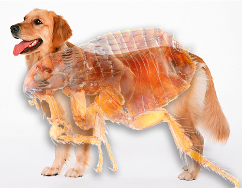Conosciamo l'aspetto delle pulci nei cani e quanto possono essere pericolose
