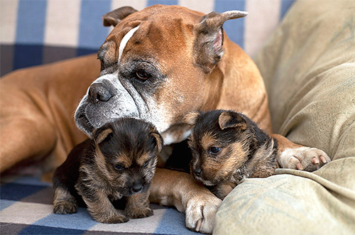 Da un cane delle pulci, i parassiti si trasmettono facilmente ai cuccioli.