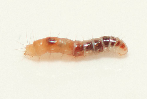 Larva de purici: fotografie de prim-plan