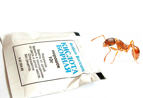 Adakah asid borik berkesan terhadap semut dan cara menggunakannya dengan betul?