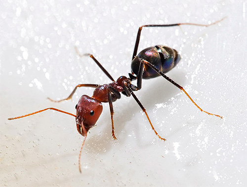 U mravenců kyselina boritá způsobuje poruchy fungování nervového systému.