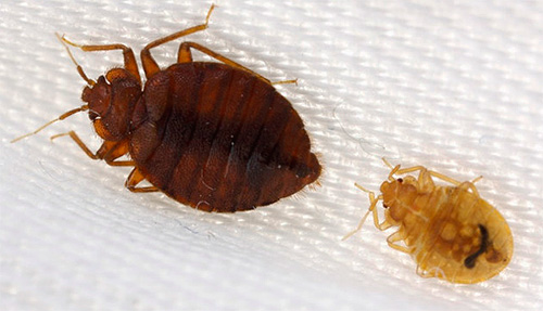 침대 벌레가 가장 두려워하는 것은 무엇입니까?