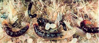 Fotoğraf pire yumurtalarını ve larvalarını gösteriyor