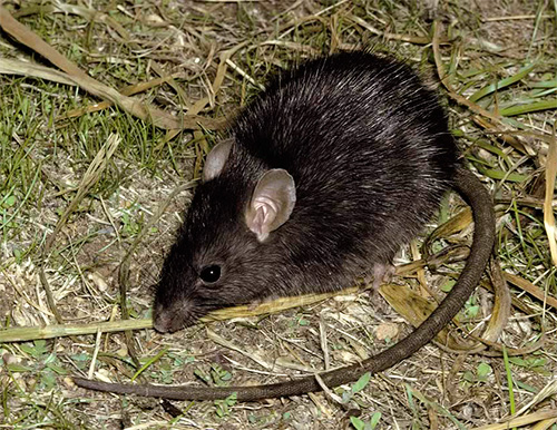 تعتبر براغيث الفئران حاملة محتملة للطاعون الدبلي