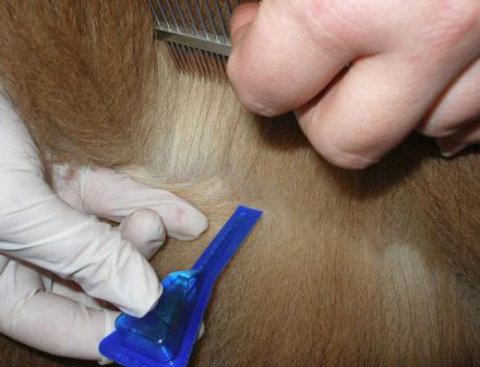 عادة ما يتم وضع قطرات البراغيث على ذبول الحيوان.