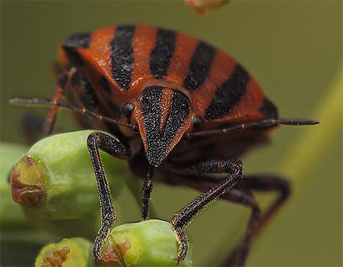 Není divu, že tykadla štěnice připomínají antény - to je hmatový orgán hmyzu